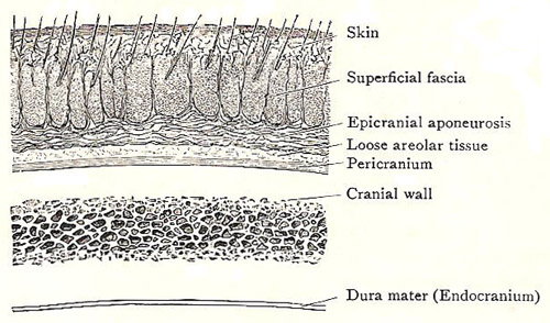 section through the scalp and cranial wall