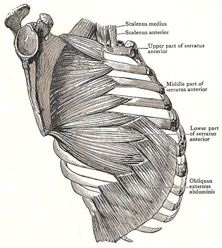 serratus posterior and anterior