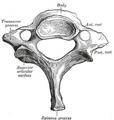 Cervical Spine Lamina