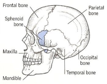 lesser wing of sphenoid bone