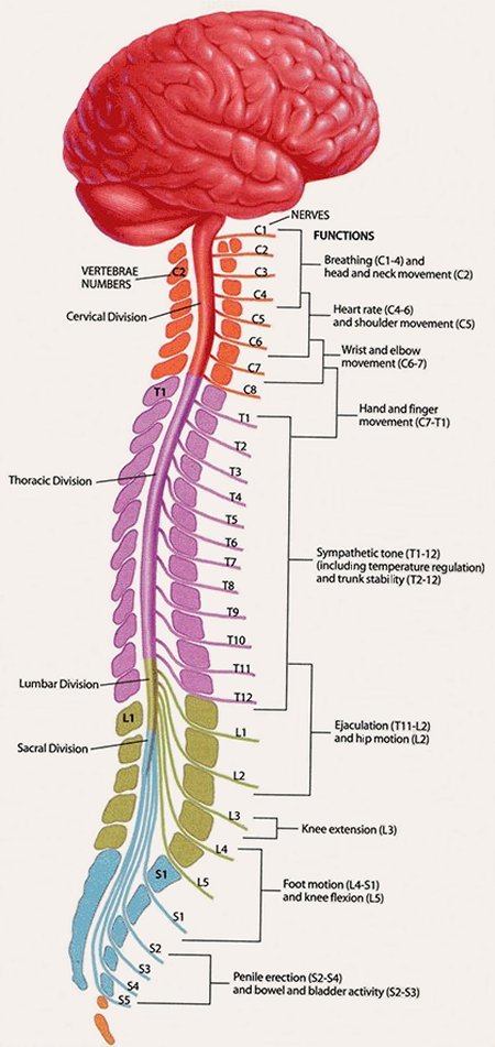human spinal cord picture c1 to s5 vertebrae