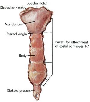 breastbone sternum