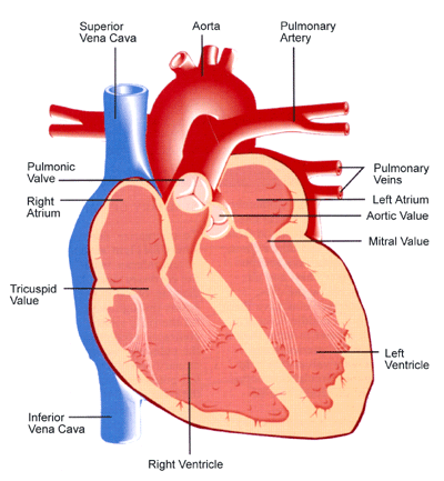 diagram of the heart
