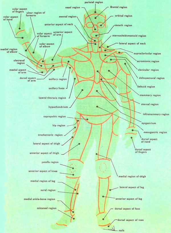 human body anatomy front