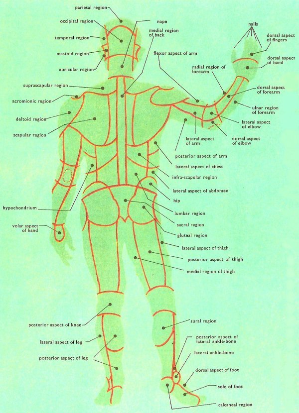 body anatomy back