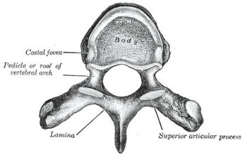 thoracic vertebra viewed from above