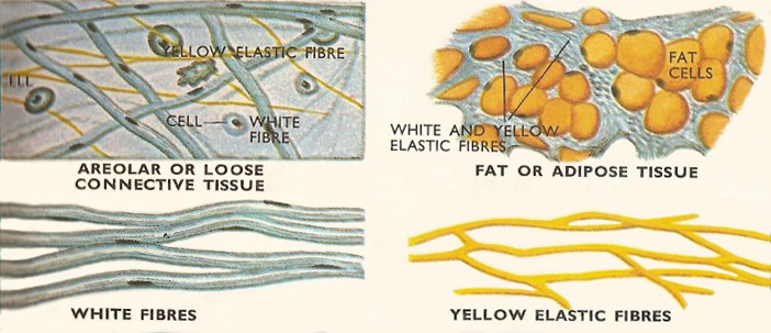 elastic fibers diagram