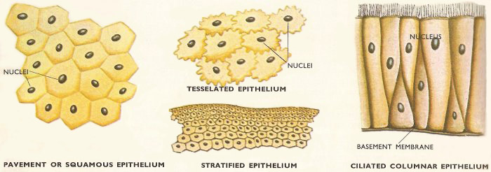 epithelial cell types