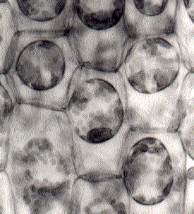 plant cells showing vacuoles