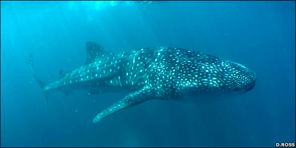 http://www.daviddarling.info/images/whale_shark_2.jpg