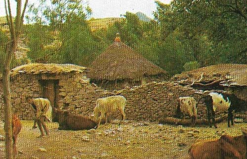 This Ethiopian village had hardly changed at all since the last century. Then, as a community of peasant cultivators producing little more than what was necessary for subsistence, it would have been typical of rural Africa.