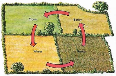 By introducing new crops the Norfolk four-course rotation eliminated the fallow year. Clover and turnips fed more stock and the manure from the stock helped in the growing of improved crops.