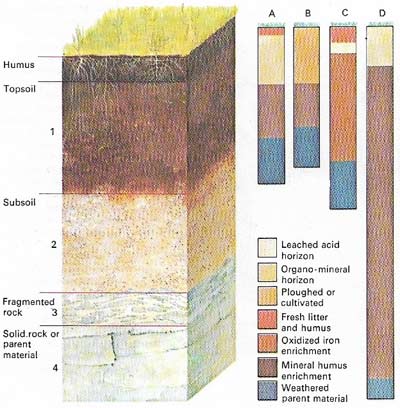 humus soil layer