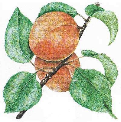 Varieties of fig,persimmon,loquat,apricot and cherries