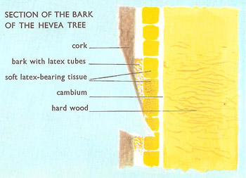 Section of the bark of Hevea tree