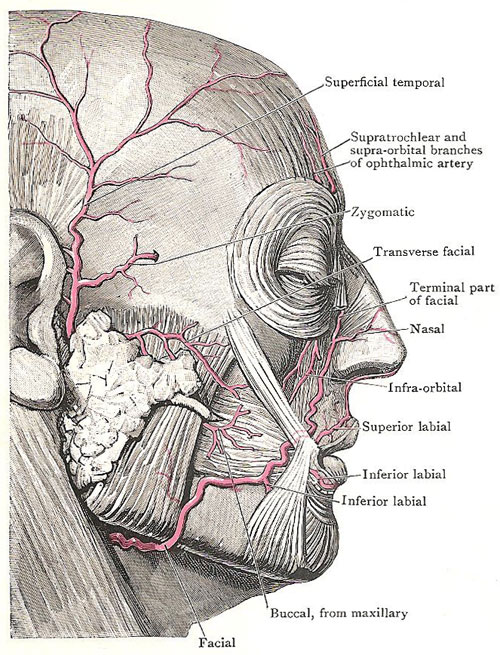 arteries of the face