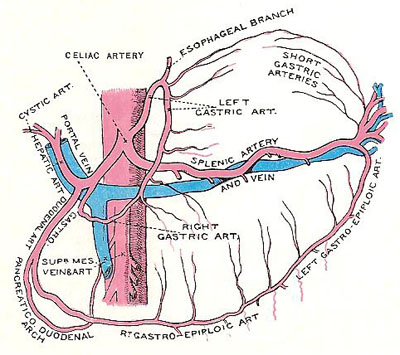 splenic artery branches