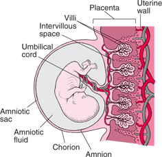 placenta chorion