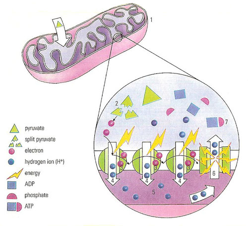 origin of mitochondria