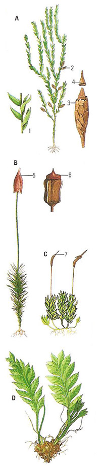 Examples of different types of moss
