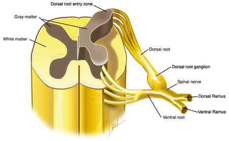 Ventral Nerve Root