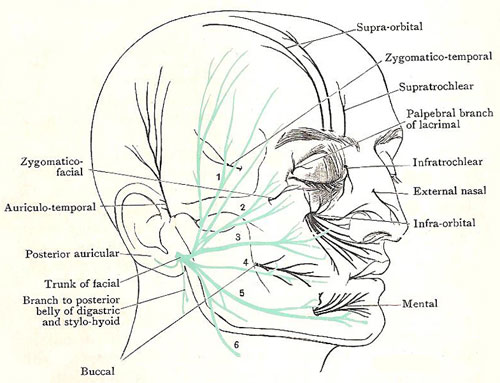 facial nerve distribution