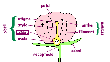 Ovary Of Plant