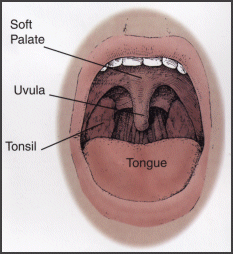 Uvula Mouth