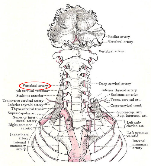 Vertebral artery shown in relation to subclavian arteries and their branches