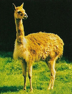 The dense coat of the vicuna (Lama vicugna) protects it from the cold of the high Andes.