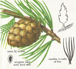 Cembran pine