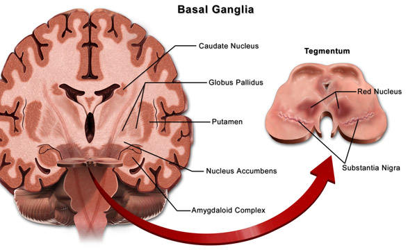 basal ganglia anatomy ppt