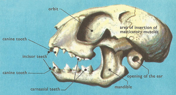 cat skull labeled