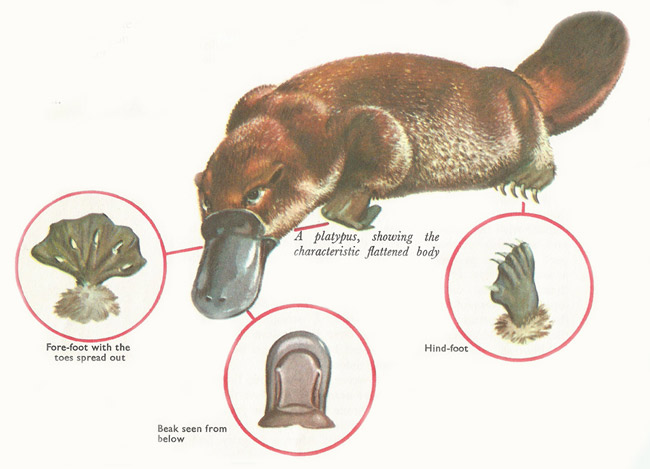 duck-billed platypus characteristics