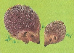 At three weeks the spines harden and the little hedgehogs start to venture out of the nest.
