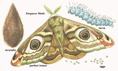 Metamorphosis of a moth