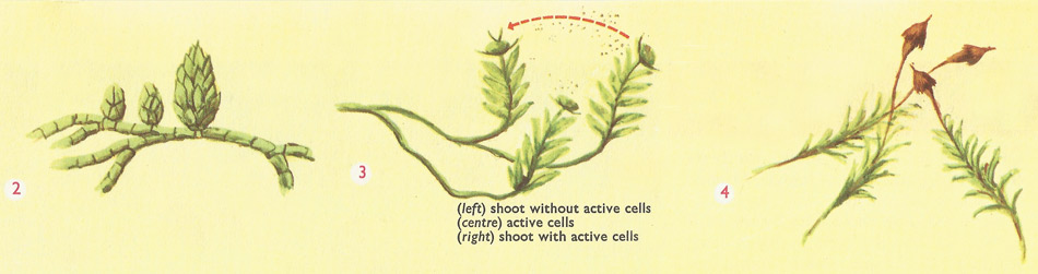 reproduction in mosses