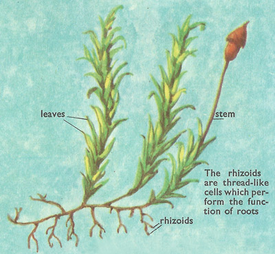 rhizoids of mosses