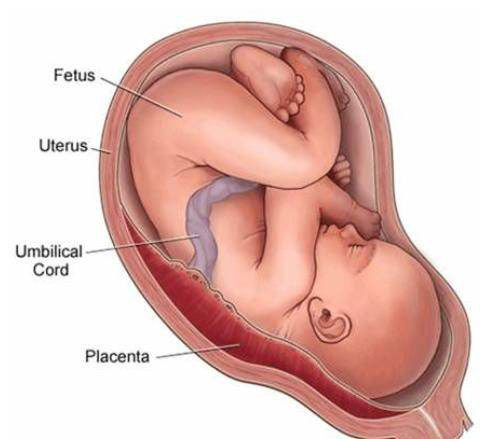 umbilical cord anatomy and physiology