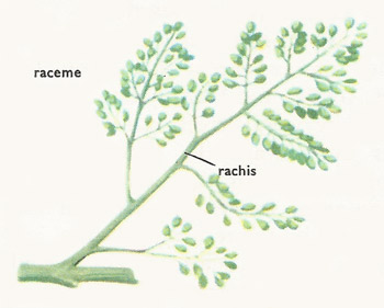Inflorescence of the vine