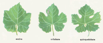 Different types of vine leaves