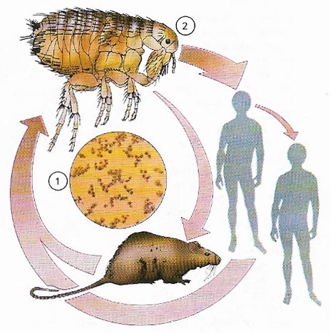 the black death rats and fleas