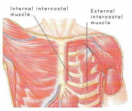 external intercostal muscles