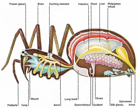 spider mouth anatomy