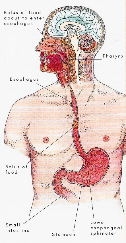 esophagus diagram