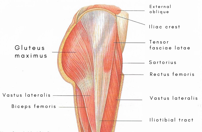 Gluteus maximus muscle - e-Anatomy - IMAIOS