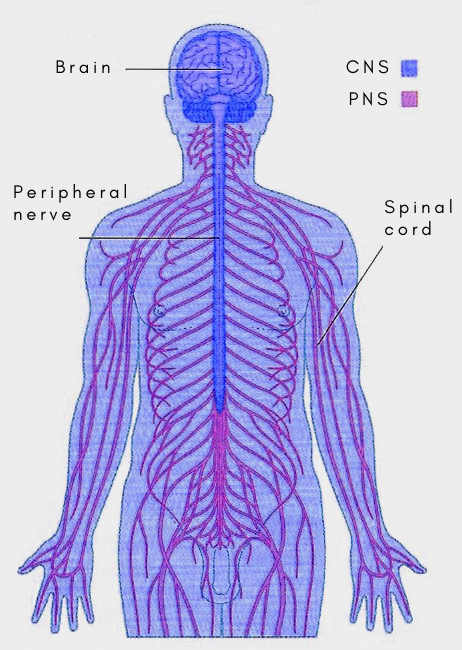peripheral nervous system diagram