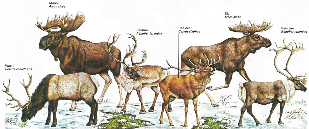Deer of northern forests