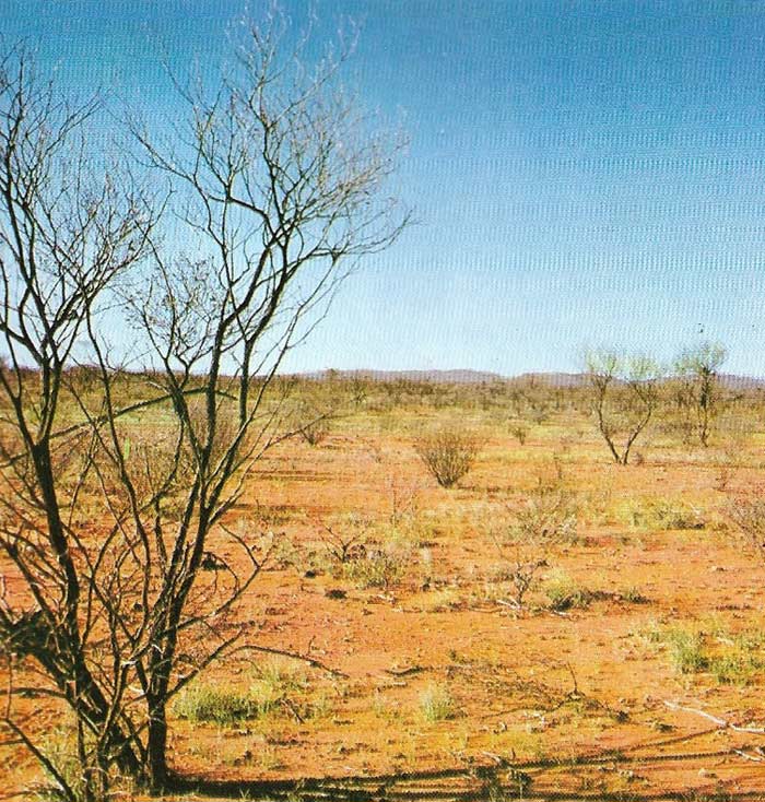 australian desert plants