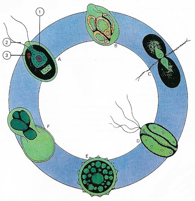 green algae cell diagram
